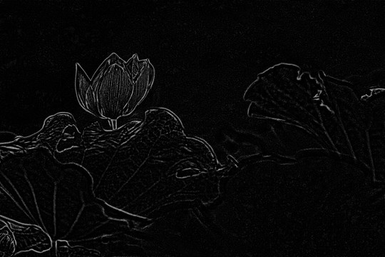 花卉設(shè)計 背景素材