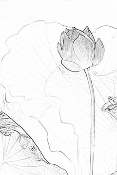 花卉設(shè)計 背景素材