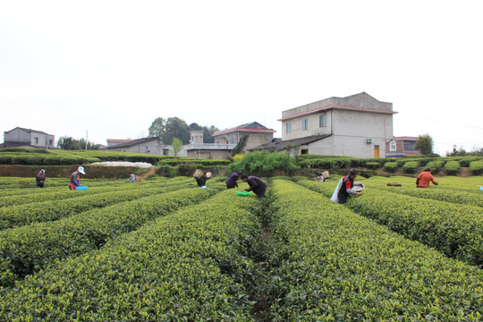 叙永丹山茶园茶农