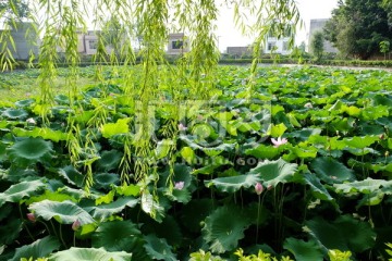 荷花 荷塘 荷韵 荷色 荷香