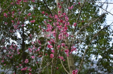 枝头的红梅花