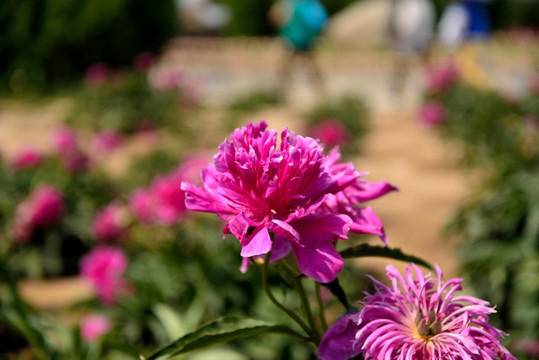 芍药花开