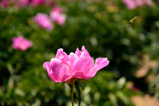 芍药花开