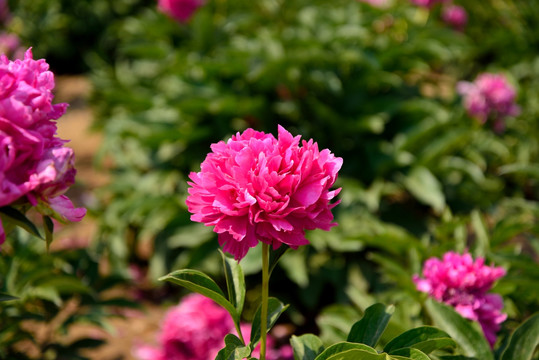 芍药花开