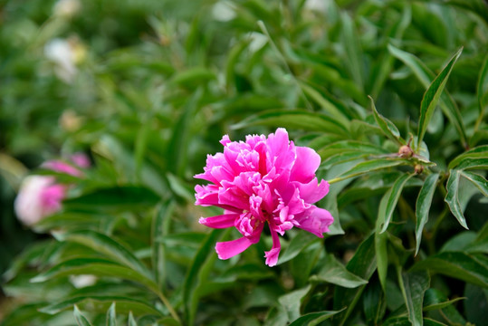 芍药花开