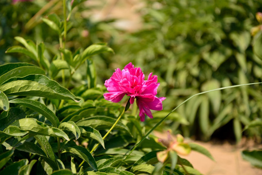 芍药花开