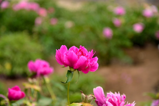 芍药花开