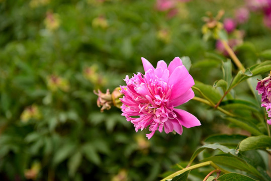 芍药花开