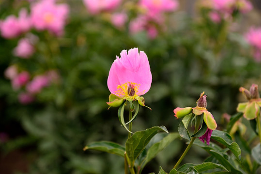 芍药花开