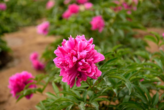 芍药花开