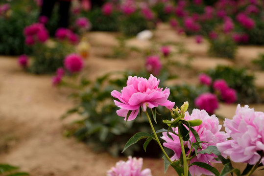 芍药花开