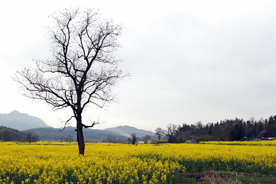 孤树和油菜花