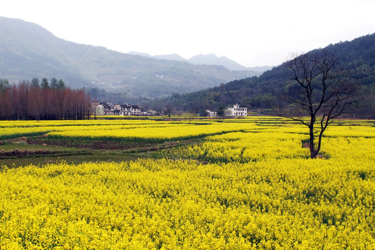 山间油菜花