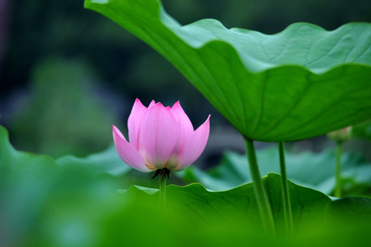 粉色荷花莲花摄影图片