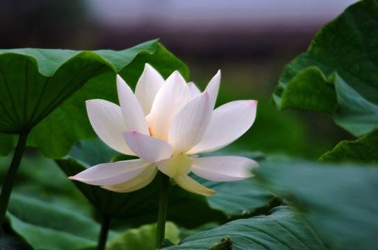 白色荷花莲花摄影图片