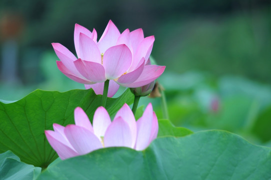 粉色荷花莲花摄影图片