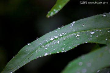 雨滴 莴笋叶 水珠