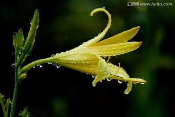 黄花菜 黄花