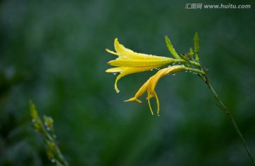 黄花菜