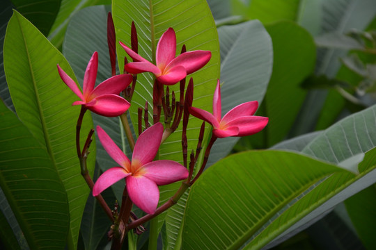 鸡蛋花