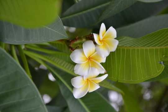 鸡蛋花