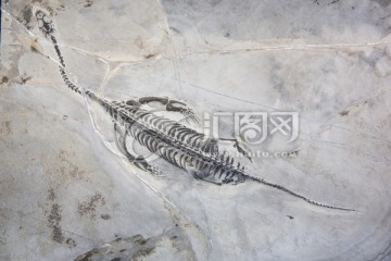 贵州龙化石 古生物化石