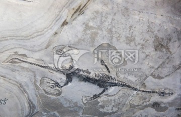 贵州龙化石 古生物化石
