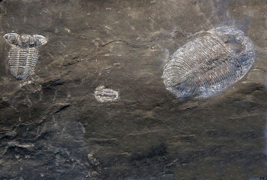 古生物化石 贵州三叶虫化石