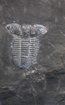 古生物化石 贵州三叶虫化石