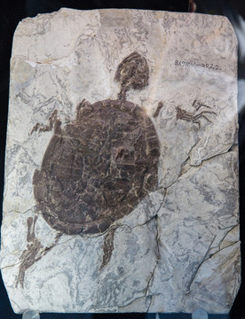 古生物化石 辽西满洲龟化石