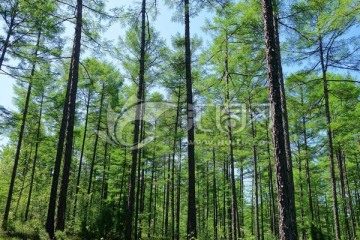 松林风景