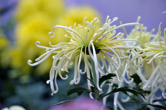 黄白色菊花摄影图片