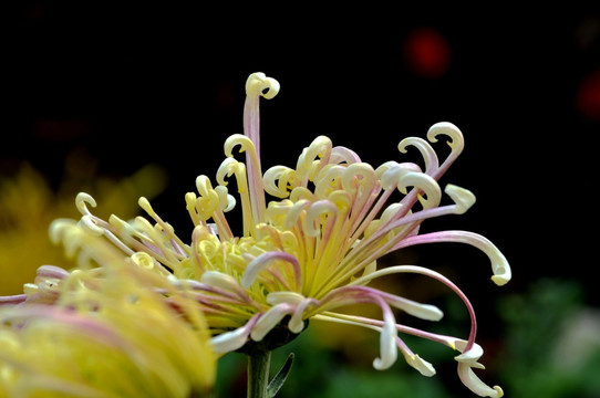 粉黄色菊花摄影图片