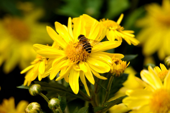 黄色菊花蜜蜂摄影图片