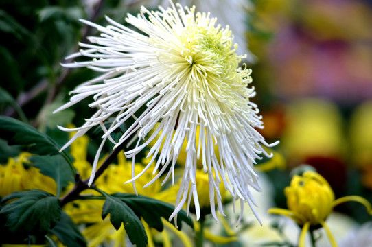 黄白色菊花摄影图片