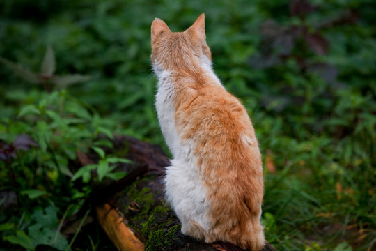 猫 花猫背影