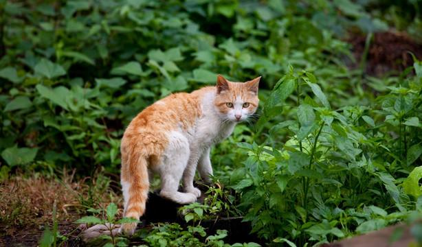 猫 小花猫