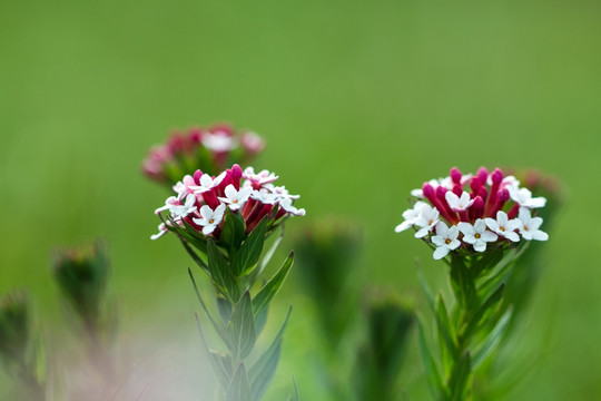 绿色背景花卉