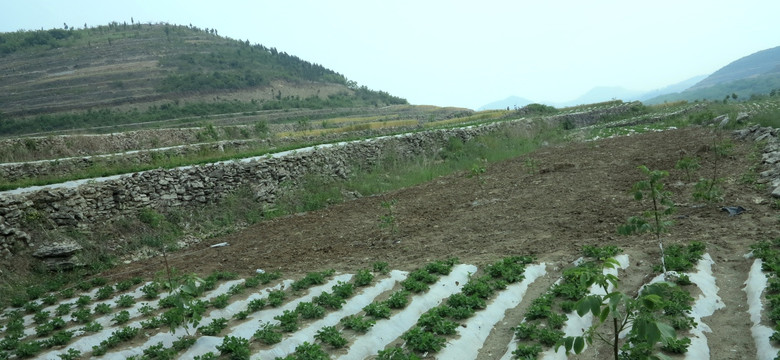 田地 田园