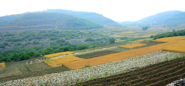 田地 田野