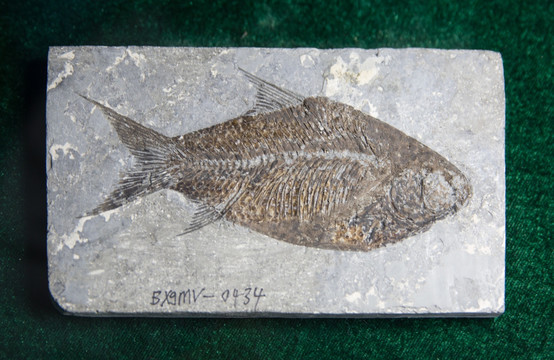 古生物化石 江汉鱼化石