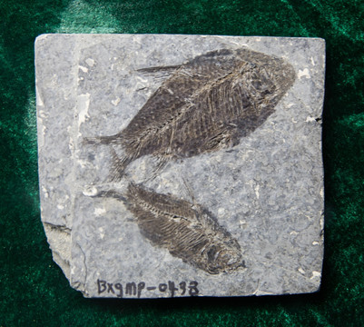 古生物化石 江汉鱼化石