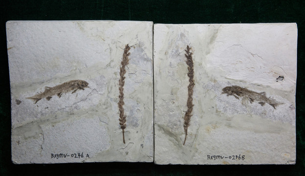 古生物化石 热河鳞果与鱼化石
