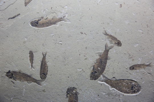古生物化石 狼鳍鱼化石