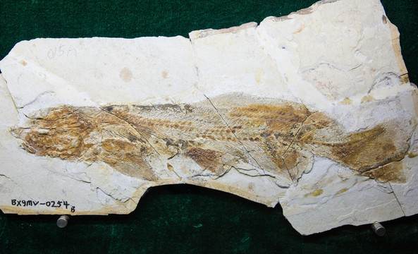 古生物化石 长背奇燕鲟化石