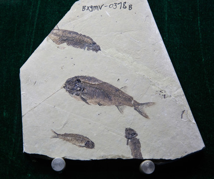 古生物化石 北票狼鳍鱼化石