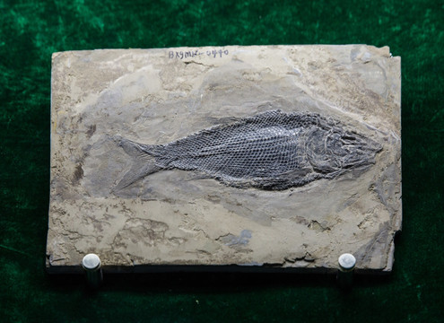 古生物化石 鳞齿鱼化石