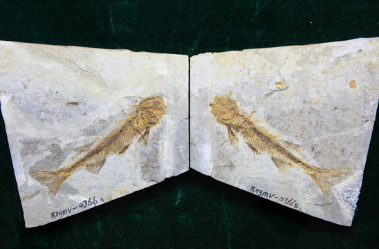 古生物化石 戴氏狼鳍鱼化石