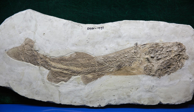 古生物化石 长背奇燕鲟化石