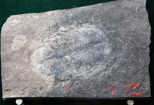 古生物化石 三叶虫化石
